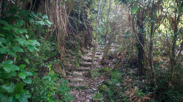 Gold mining here wasn't that long ago, but nature quickly takes it all back