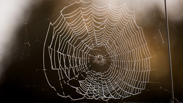 Nice spider web in the forest