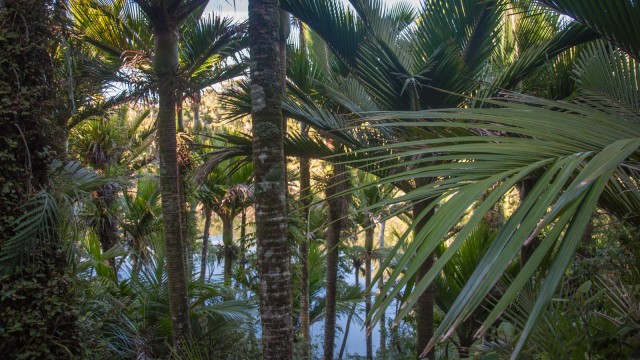 Nikau palm forest