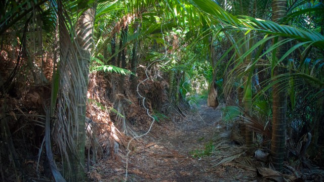 Dense native bush