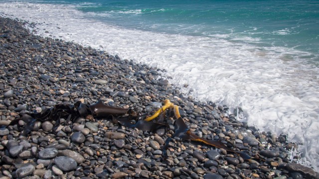 Stranded seaweed