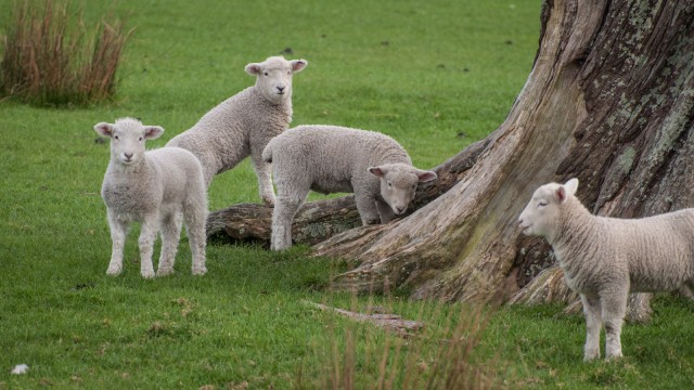 Baby sheep