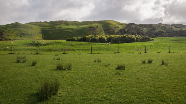 Amazing green in the morning