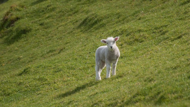 Curious baby sheep