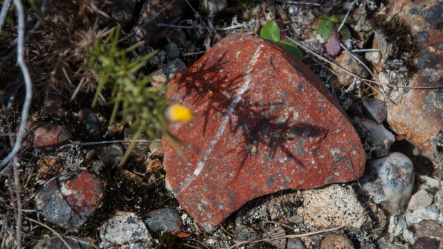 One of many interesting rocks along the walkway