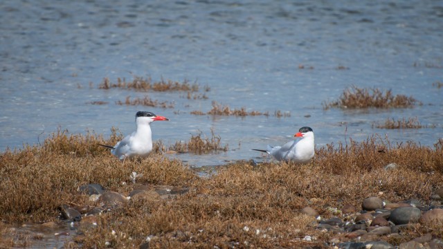 Birds