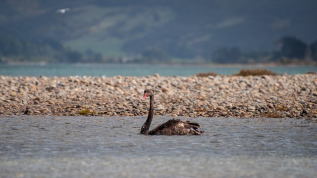 Black swan