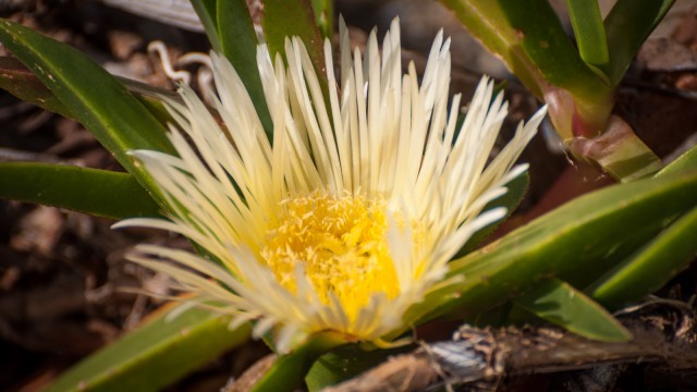 Beach flower