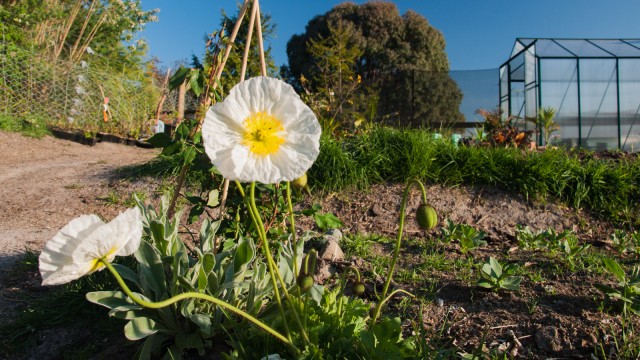 Anemone flowering