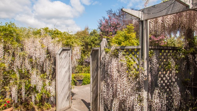 Incredible white wisteria vine