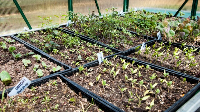 In the mean time, on our side of the fence: Seed trays in the greenhouse