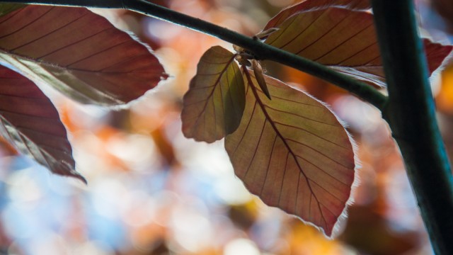 Red beech leaves, just a few days old