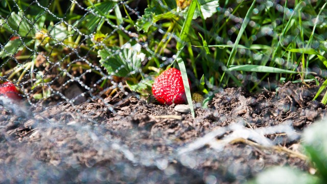 Our strawberry plants are doing well, we can already harvest 2-3 berries a day