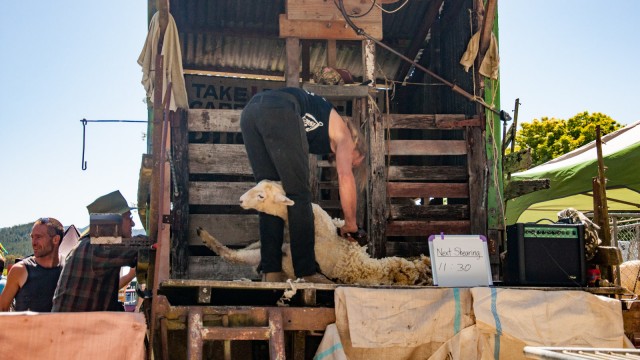 Sheep shearing demonstration