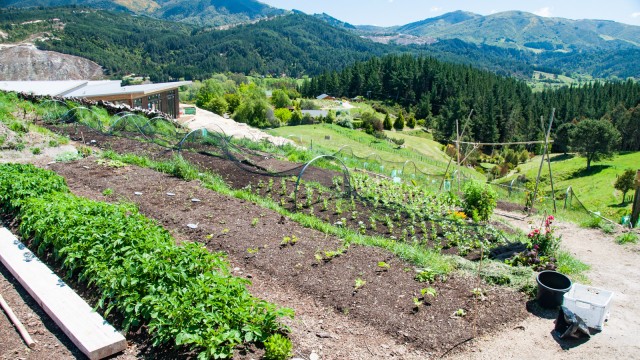 3 sisters arrangement: Pumpkin on the ground, sweet corn to grow tall and beans to improve the soil