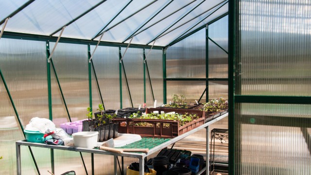 Sneak peek into the greenhouse