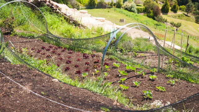 Planted a few days ago: Lettuce and cabbage