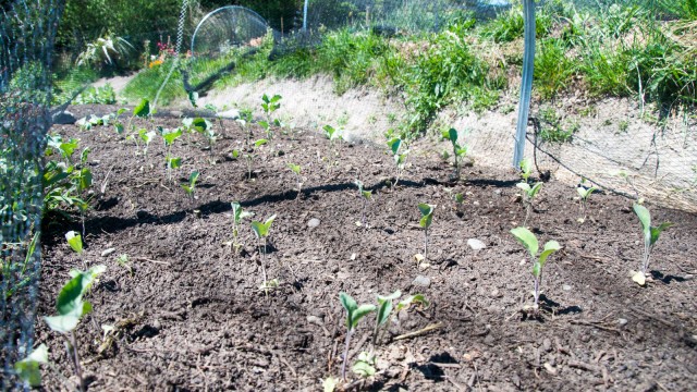 Freshly planted broccoli and cauliflower seedlings