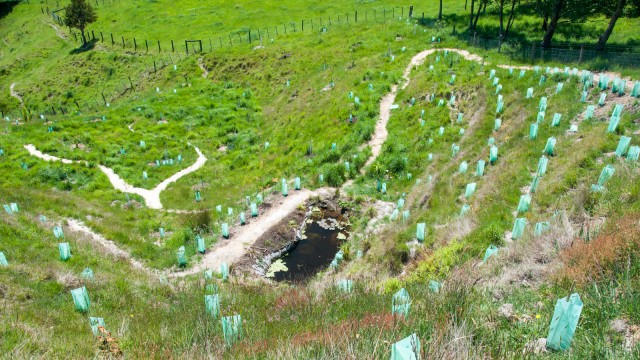 Algae was thriving, so we planted a number of water plants in the pond to use up the excess nitrogen