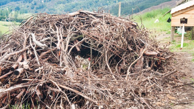 Stack of gumtree branches