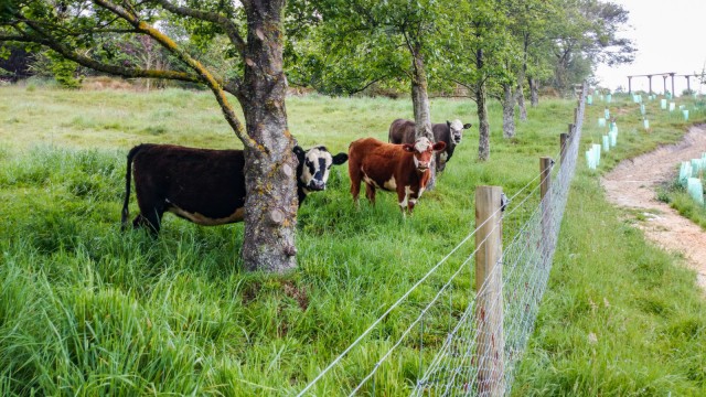 Curious cows at the neighbor's