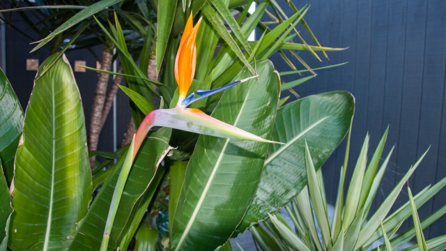 One of my favourite plants in NZ: Bird of paradise (Paradisaeidae)