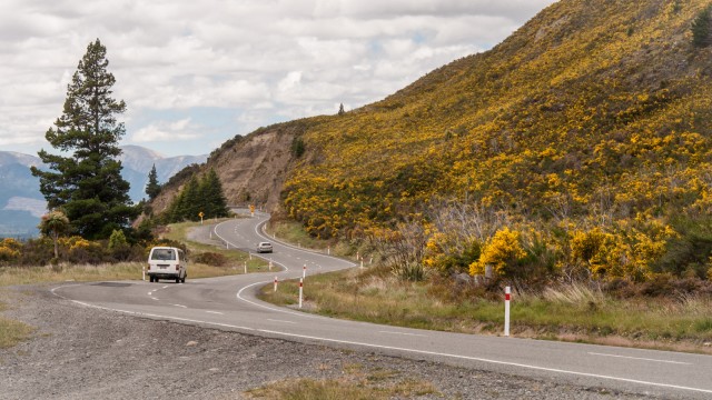 Yellow fields of flowering gorse.