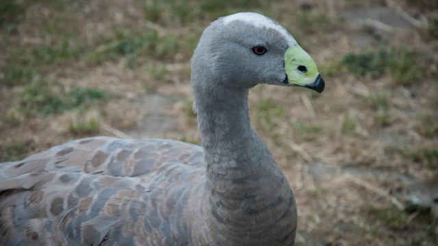 Very friendly Cape Barren Goose. 