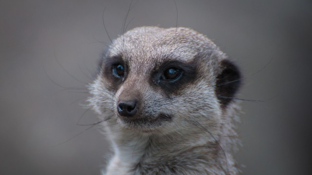 Curious Meerkat.