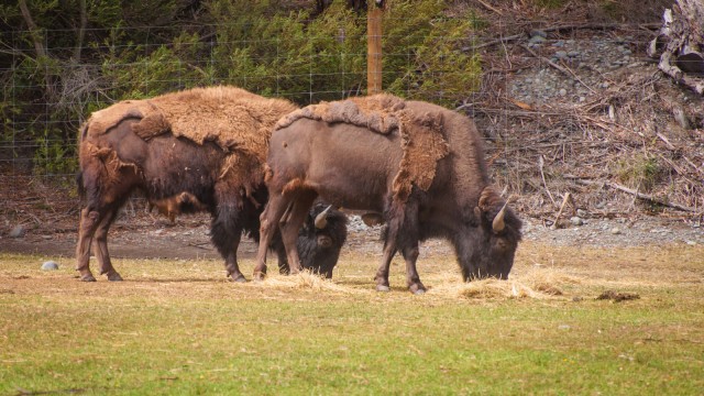 Buffalos, very calm and well behaved.