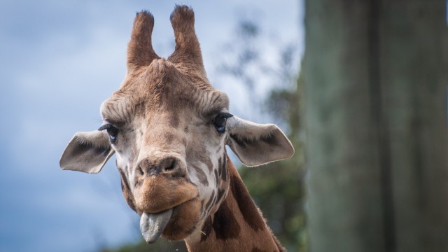 Giraffe shows us how it feels.