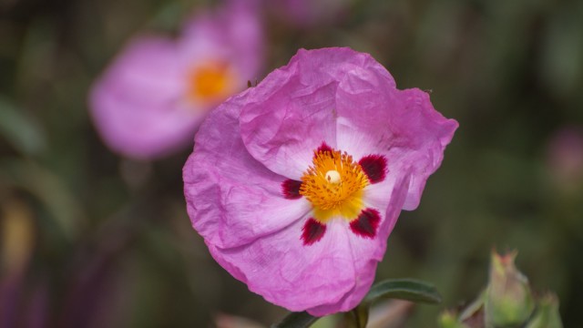 Unidentified, very non-austrian flowering shrub.