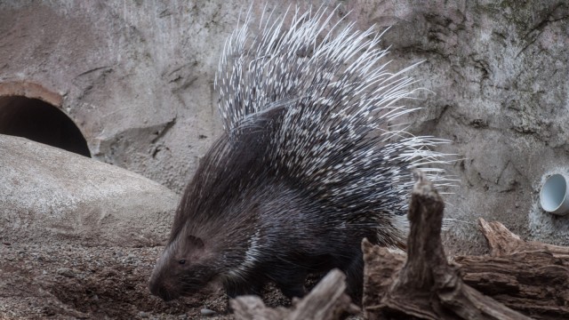 I love the word porcupine :)