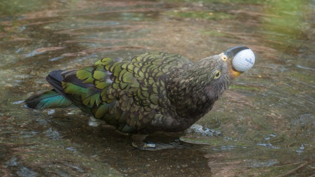 And Keas love to play, with golf balls, water, tourists ...