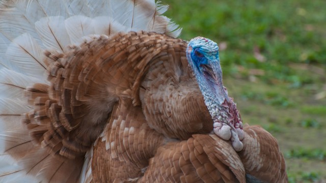 This turkey seems to be a bit unwell.