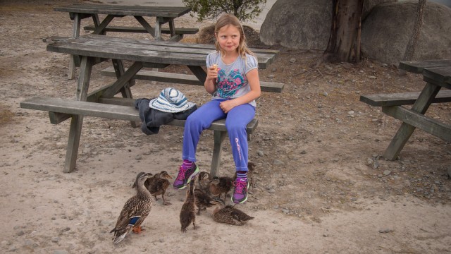 Verena gets surrounded by ducklings.