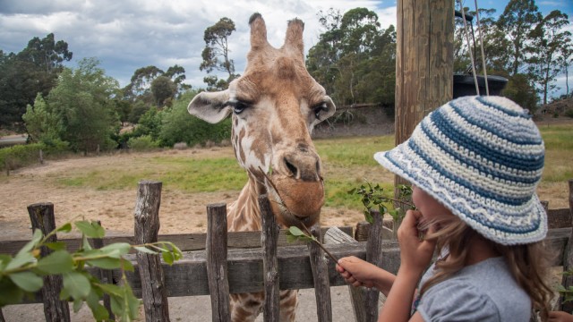 Verena feeds the giraffe! 