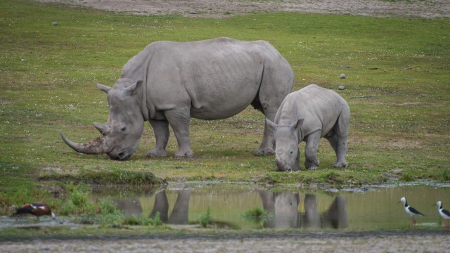 Rhinos munching along the mud pool.