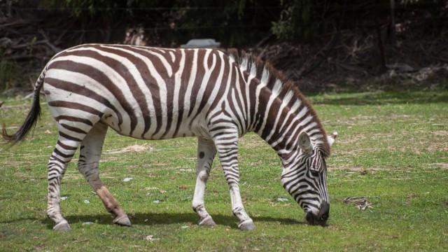 Zebra! The original Zebrastreifeninventor.