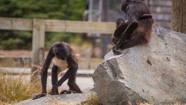 Some kind of long armed monkey.