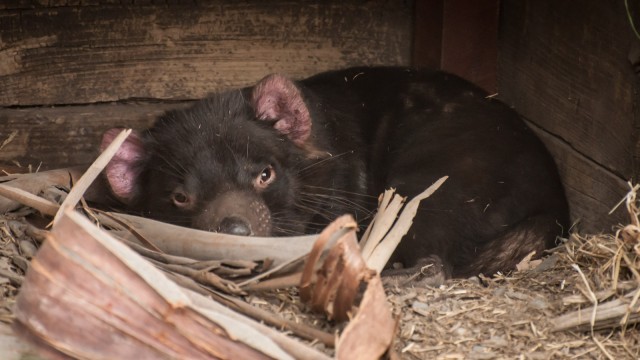 This is no looney toons character, this is the real Tasmanian Devil! Tornado!!!