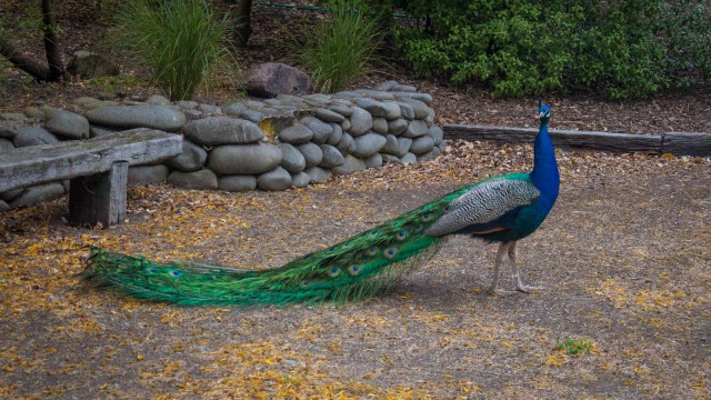 What a beautiful peacock.