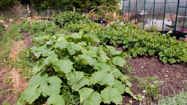 Meanwhile in the veggie garden: Squash and potatoes taking over the area