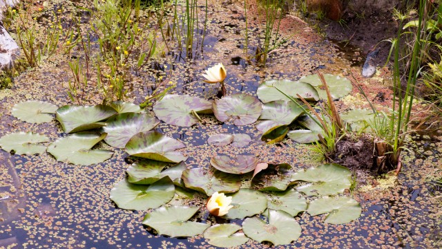 Hiding below the water lily leaves