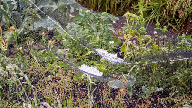 Bird/hail netting