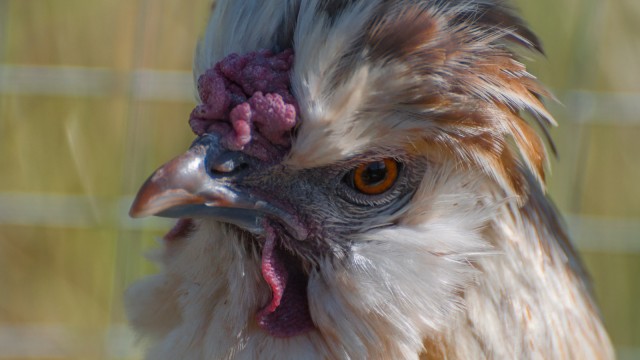 But she always has an eye on everything (including the strange humans outside of the chicken traktor)