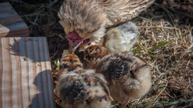 Rainbow (Mum) teaches survival skills to her littles.