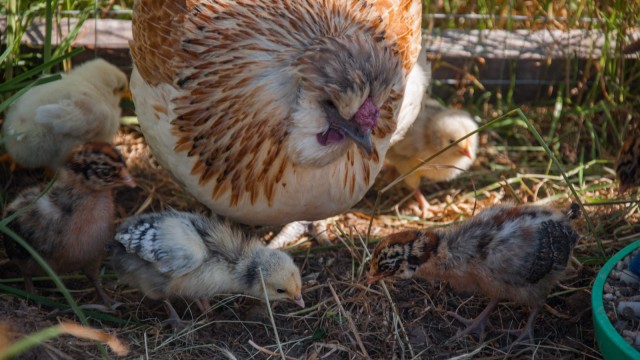 Happy family :)