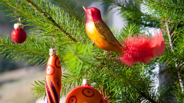 Christmas birds enjoying the sunshine at 8 pm