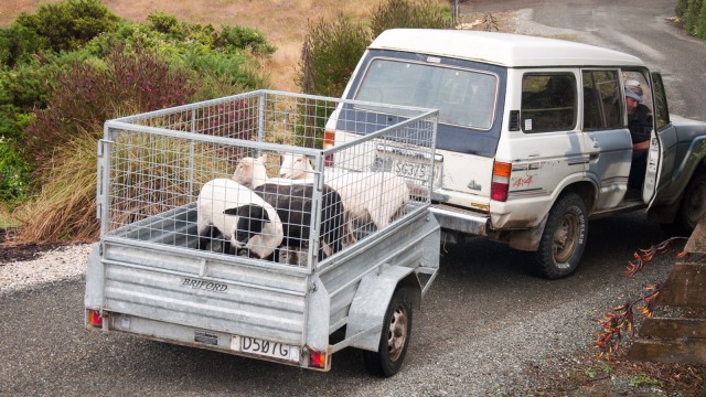 Back from shearing